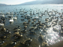 f:id:omcon:20110110114558j:image