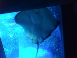 f:id:omcon:20111113111334j:image