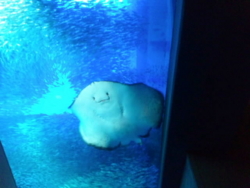 f:id:omcon:20111113111344j:image