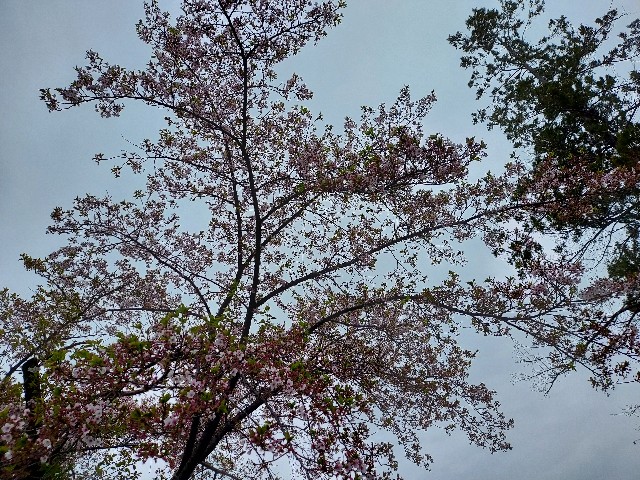 f:id:omcon:20240421213256j:image