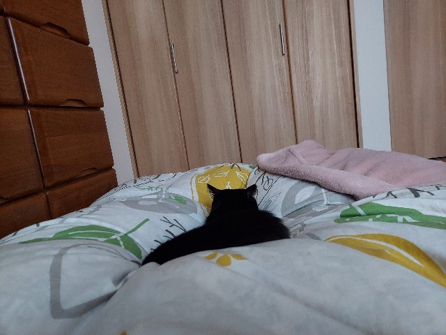 f:id:omcon:20250308230251j:image