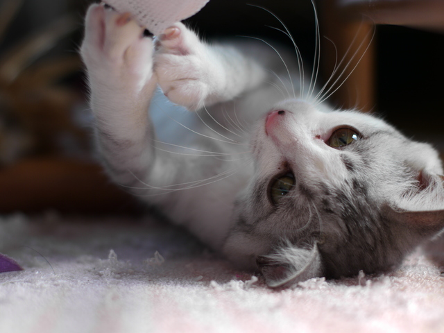 テレワークの愚痴を飼い猫に聞いてもらうのが私の癒し