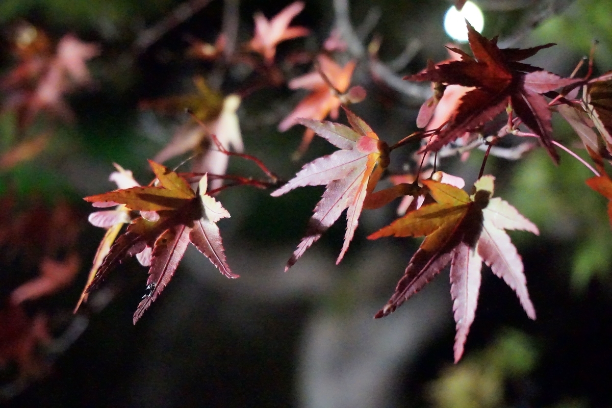 f:id:omericex:20191104112543j:plain