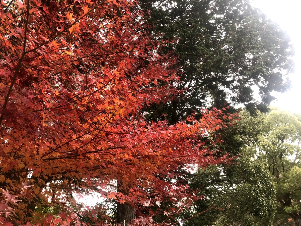 f:id:omericex:20200104200407j:plain