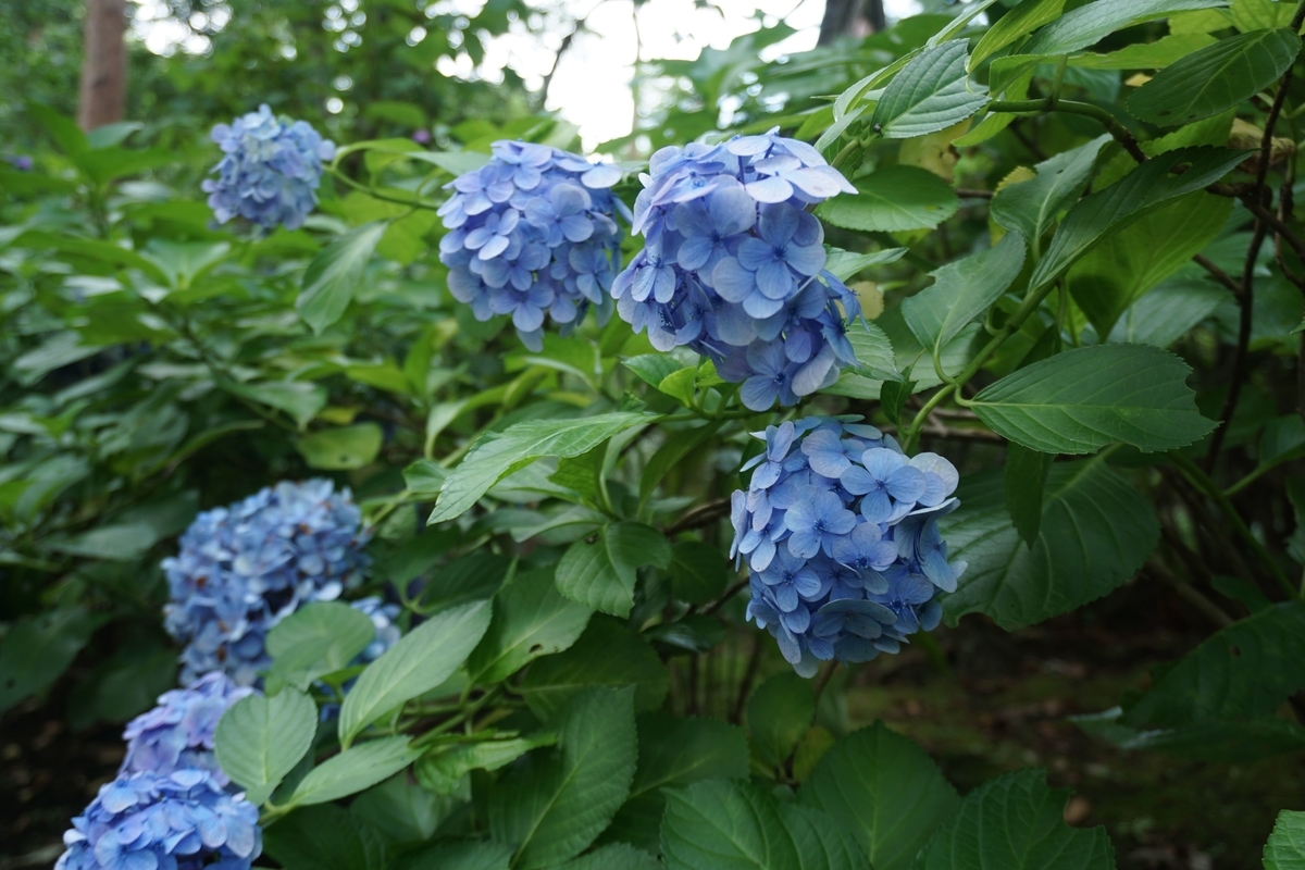 f:id:omericex:20200726131306j:plain f:id:omericex:20200726131306j:plain