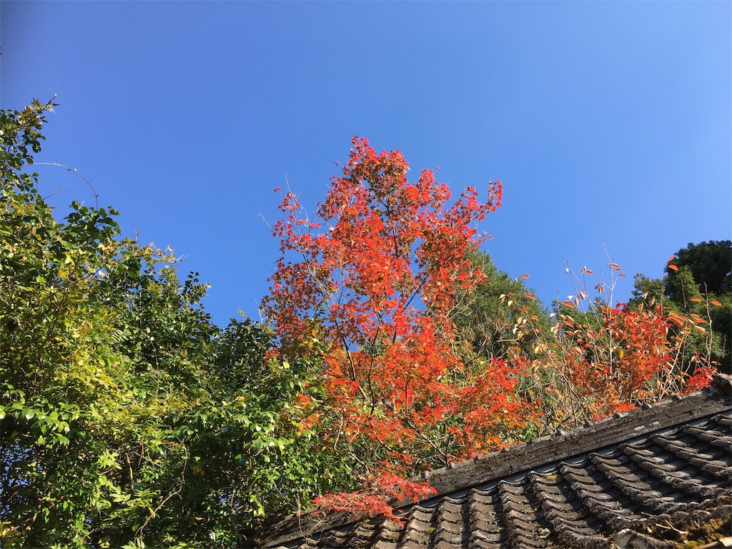 f:id:omiitootamadaisuki:20191114205703j:image f:id:omiitootamadaisuki:20191114205703j:image