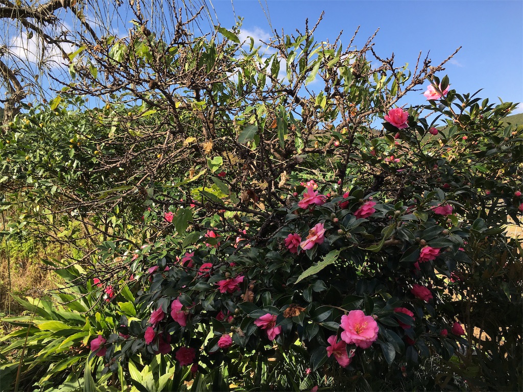f:id:omiitootamadaisuki:20191114205726j:image f:id:omiitootamadaisuki:20191114205726j:image