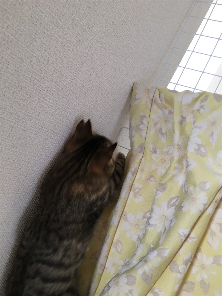 f:id:omiitootamadaisuki:20200221134218j:image f:id:omiitootamadaisuki:20200221134218j:image
