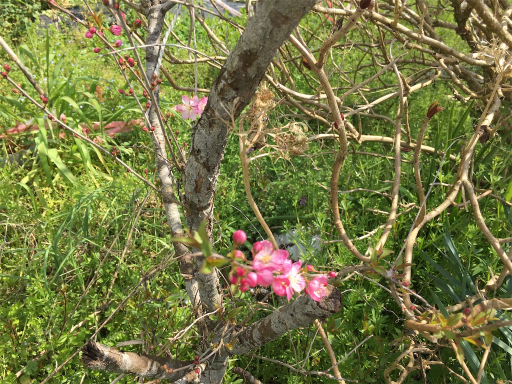 f:id:omiitootamadaisuki:20200315213511j:image f:id:omiitootamadaisuki:20200315213511j:image