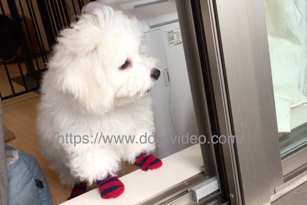 子犬わたまるとの生活