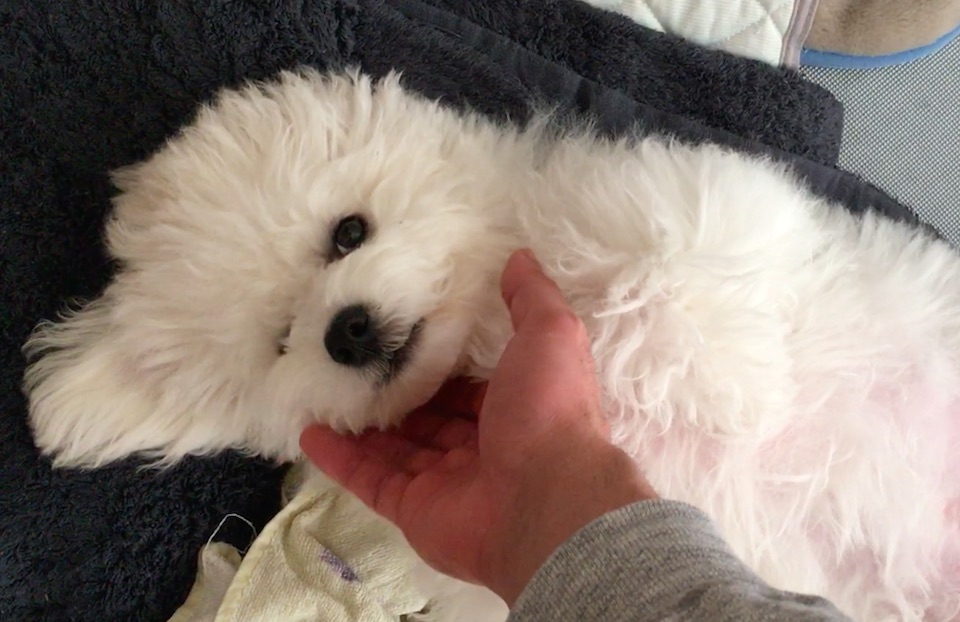 ビションの子犬わたまるとしつけ教室