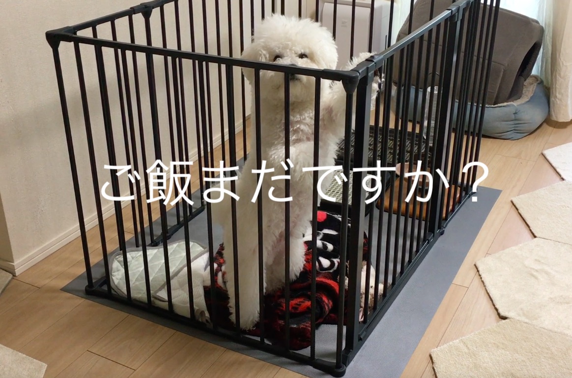 立ち上がる わたまる