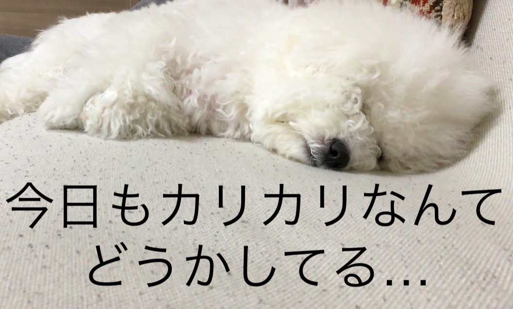 寝る 犬