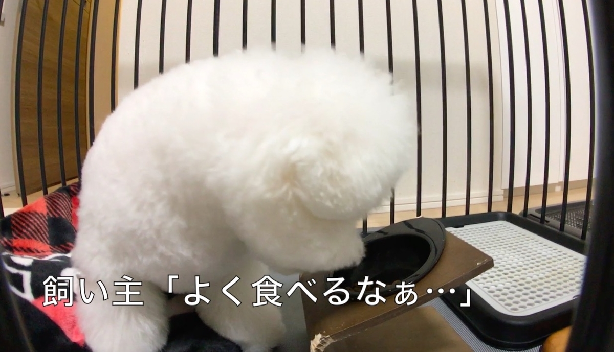 ドッグフードを食べるわたまる