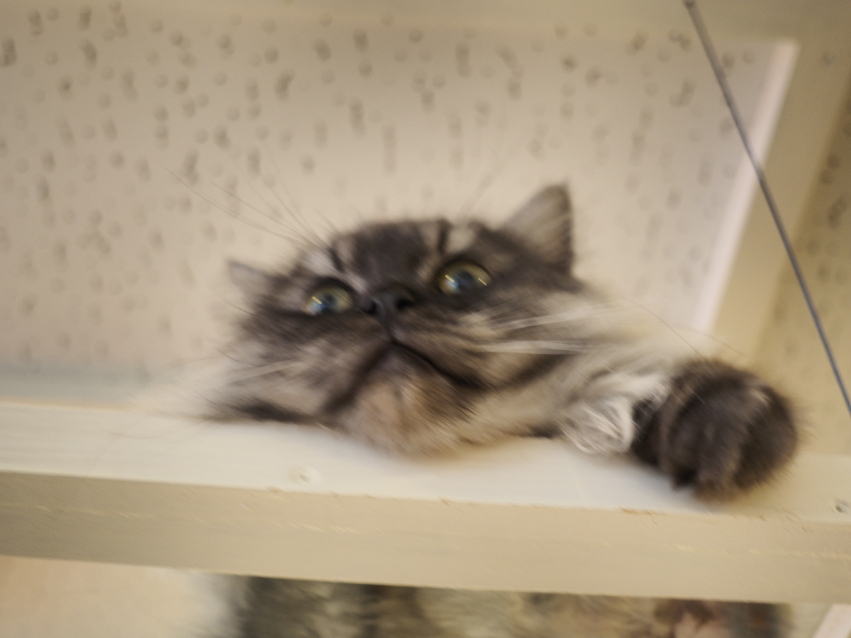 f:id:ominae7575:20190721120852j:plain f:id:ominae7575:20190721120852j:plain
