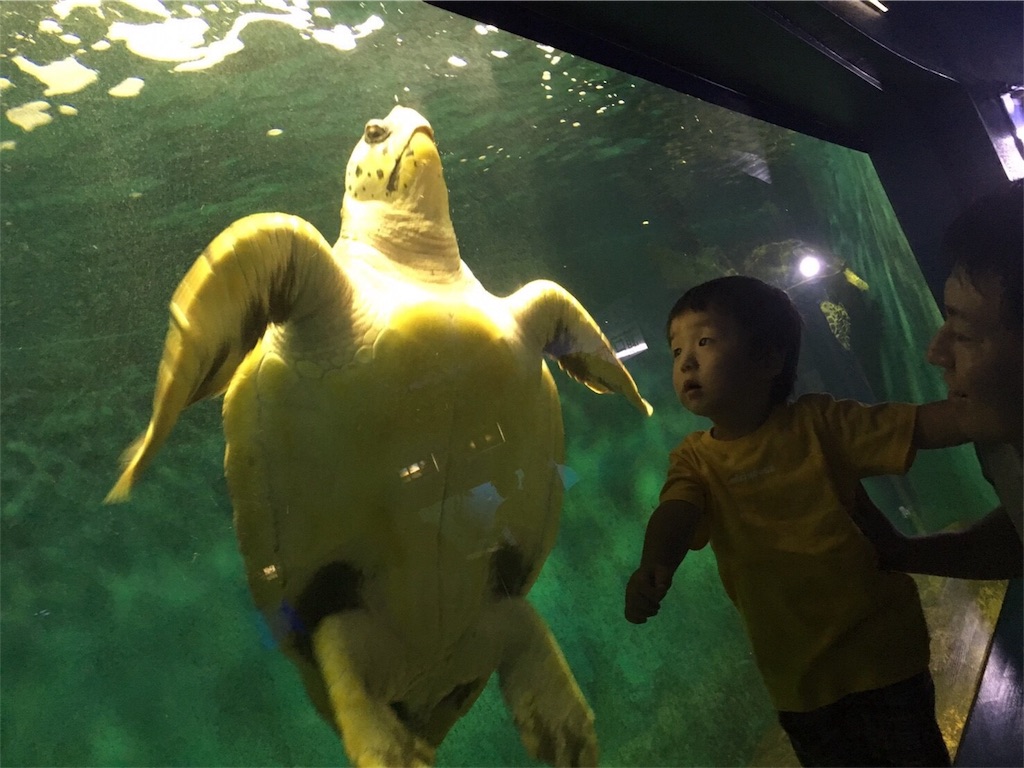 f:id:omipapa:20170806161542j:image