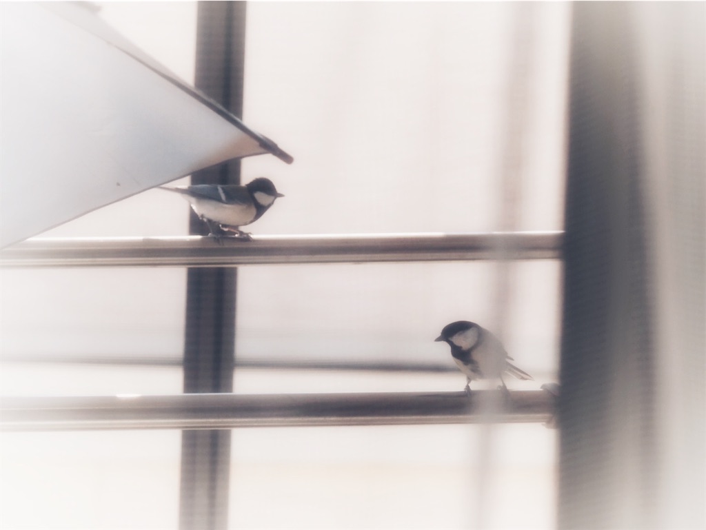 f:id:omisoblog:20250301220036j:image