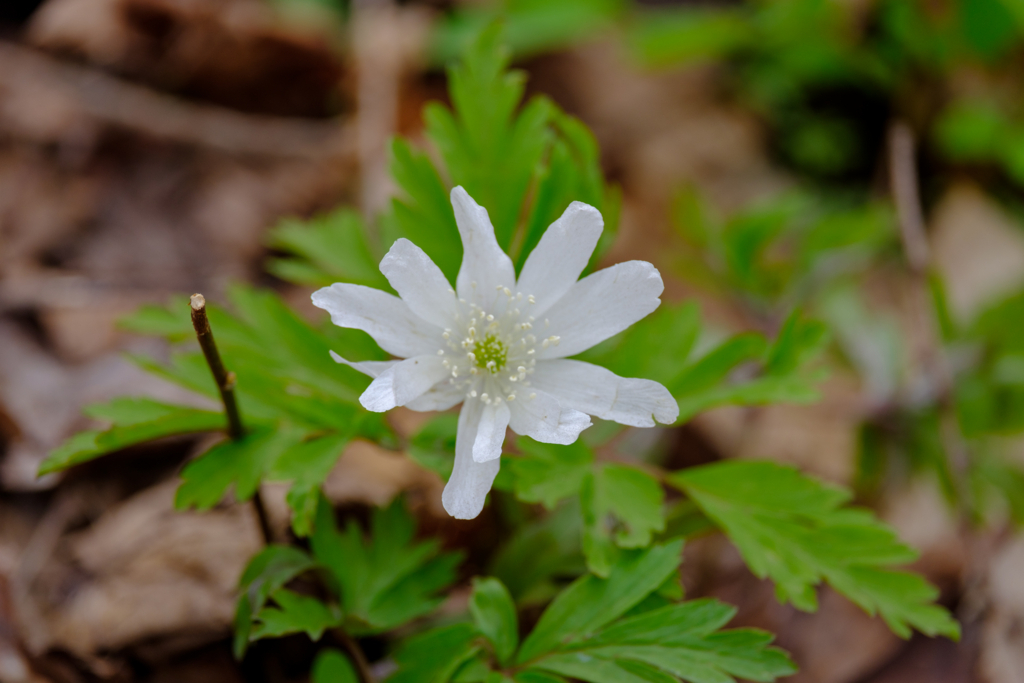 f:id:omistyle:20180425185126j:plain