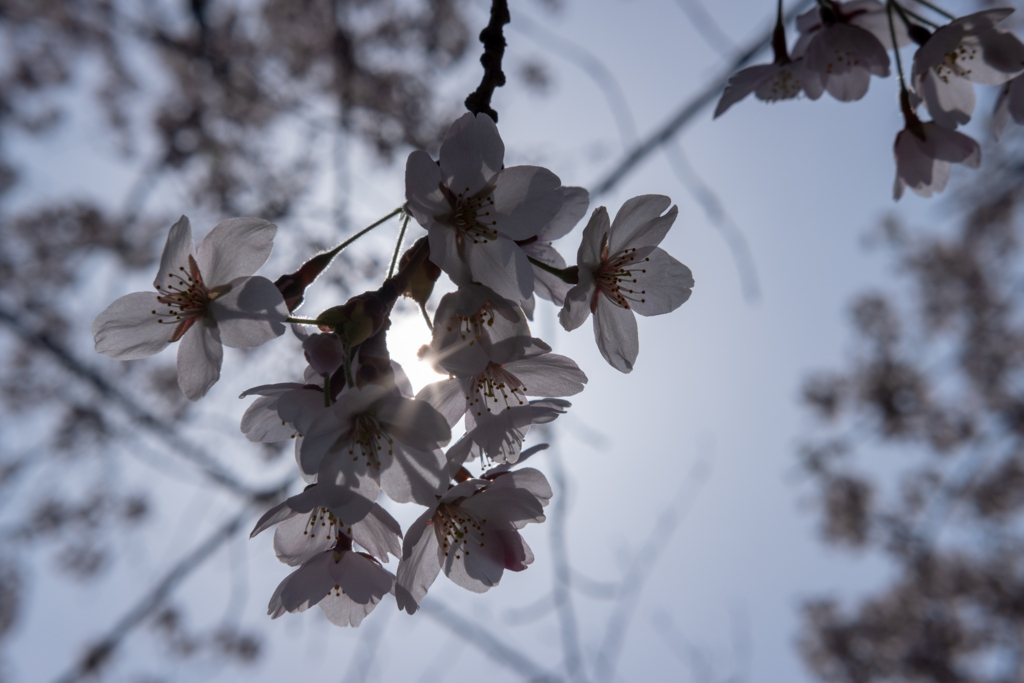 f:id:omistyle:20180501205909j:plain