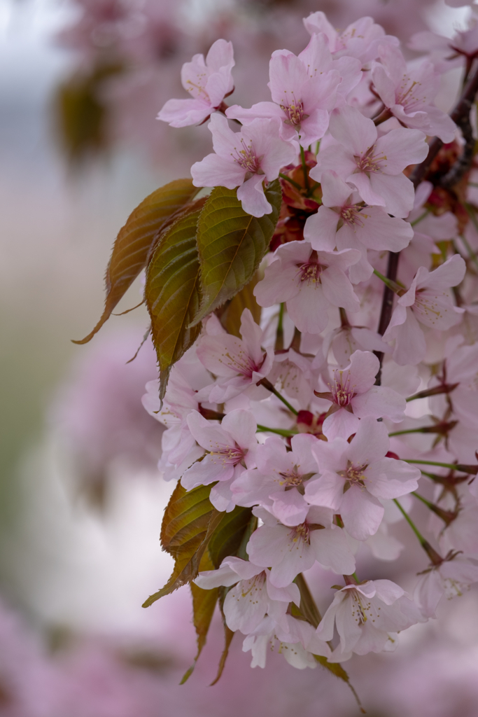 f:id:omistyle:20180502165812j:plain