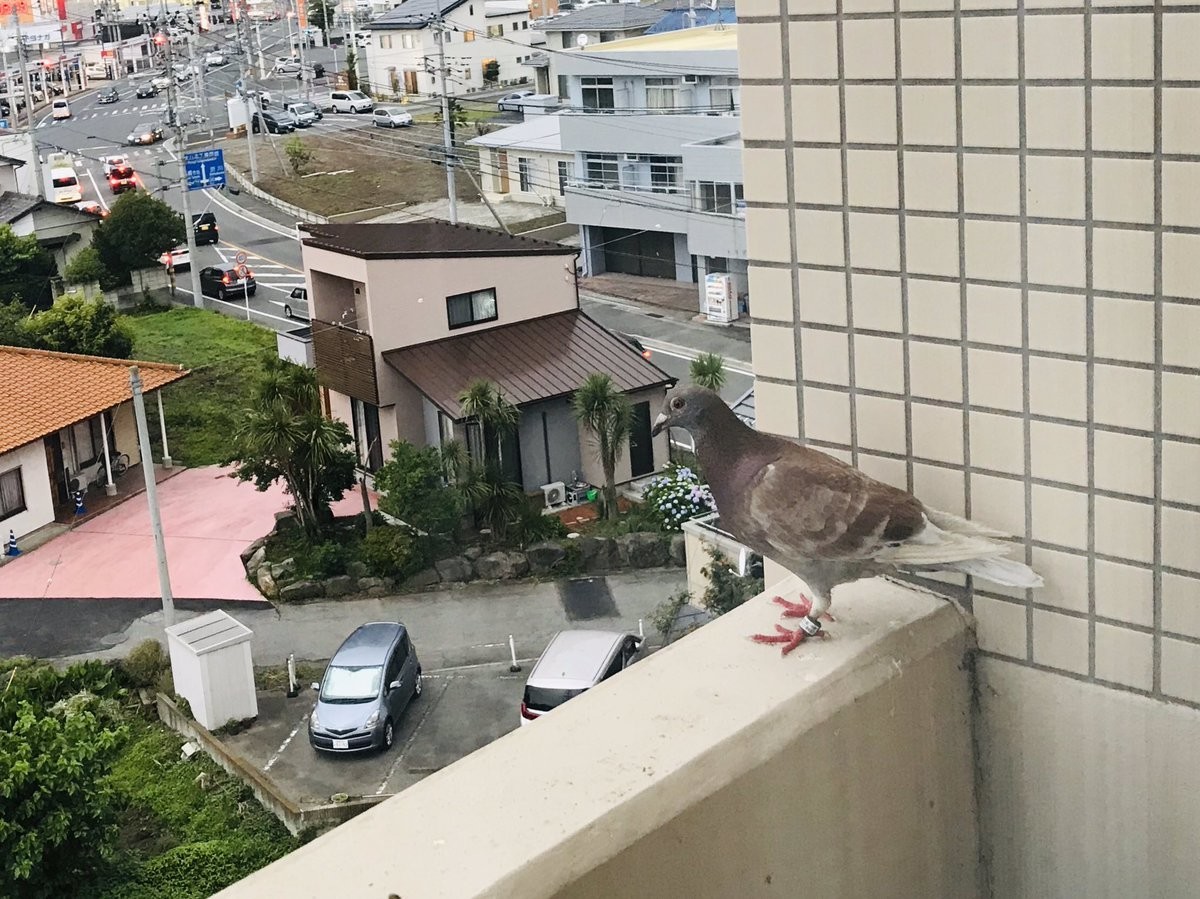 f:id:omitaka:20190626214239j:plain