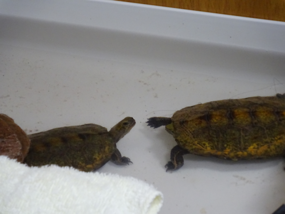相手の尻尾を噛む ニホンイシガメの飼育