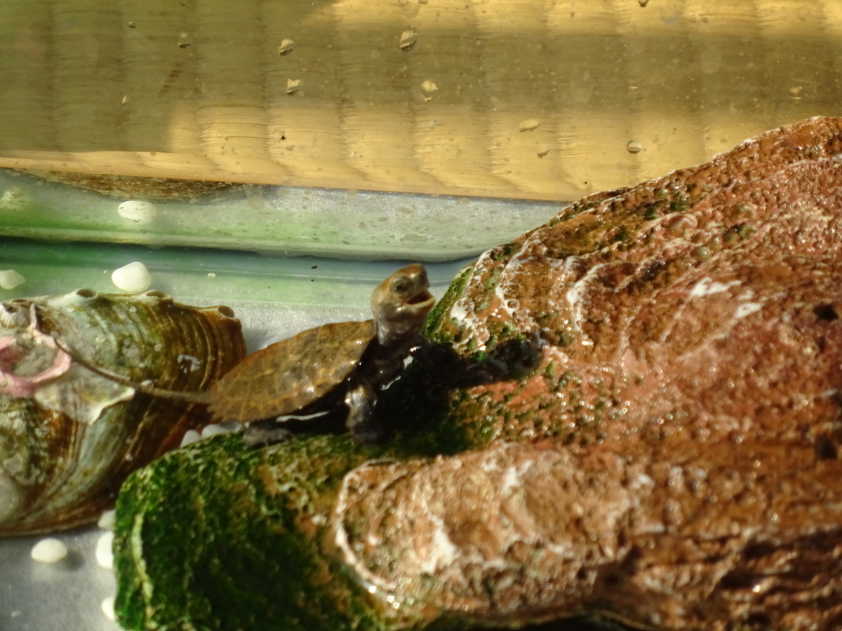 新たな心配事 ニホンイシガメの飼育