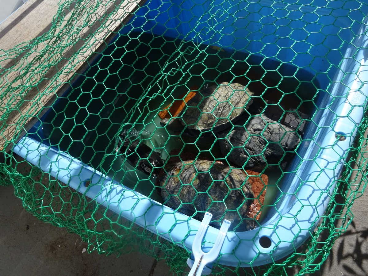 万木芽を生ずるは是今日なり - ニホンイシガメの飼育