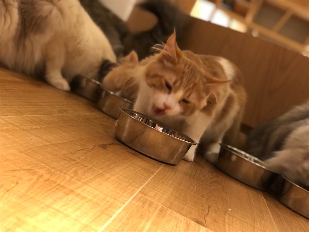 f:id:omizutotte:20180223182410j:image f:id:omizutotte:20180223182410j:image