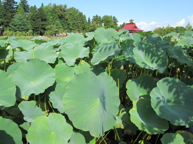 f:id:omma:20140907084938j:image f:id:omma:20140907084938j:image