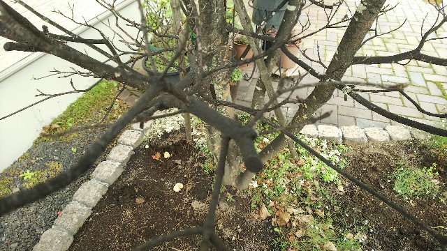 バッコーン すす病の木を抜く 伐根 抜根してみた おもみの札幌おいしい家庭