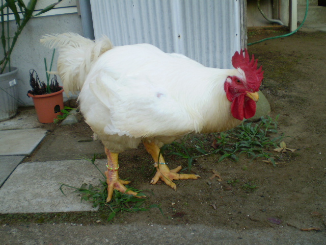 にわとりが作った仲間の輪 にわとりってこんなになつく 前編 動物看護士おもちせんせいの ペットと健康でハッピーなくらし