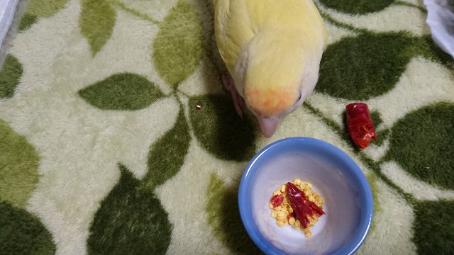 インコに唐辛子は大丈夫 あの辛い唐辛子を食べるって本当 動物看護士おもちせんせいの ペットと健康でハッピーなくらし