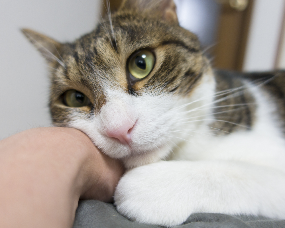 腕枕 家猫 おもち と時々そとの子