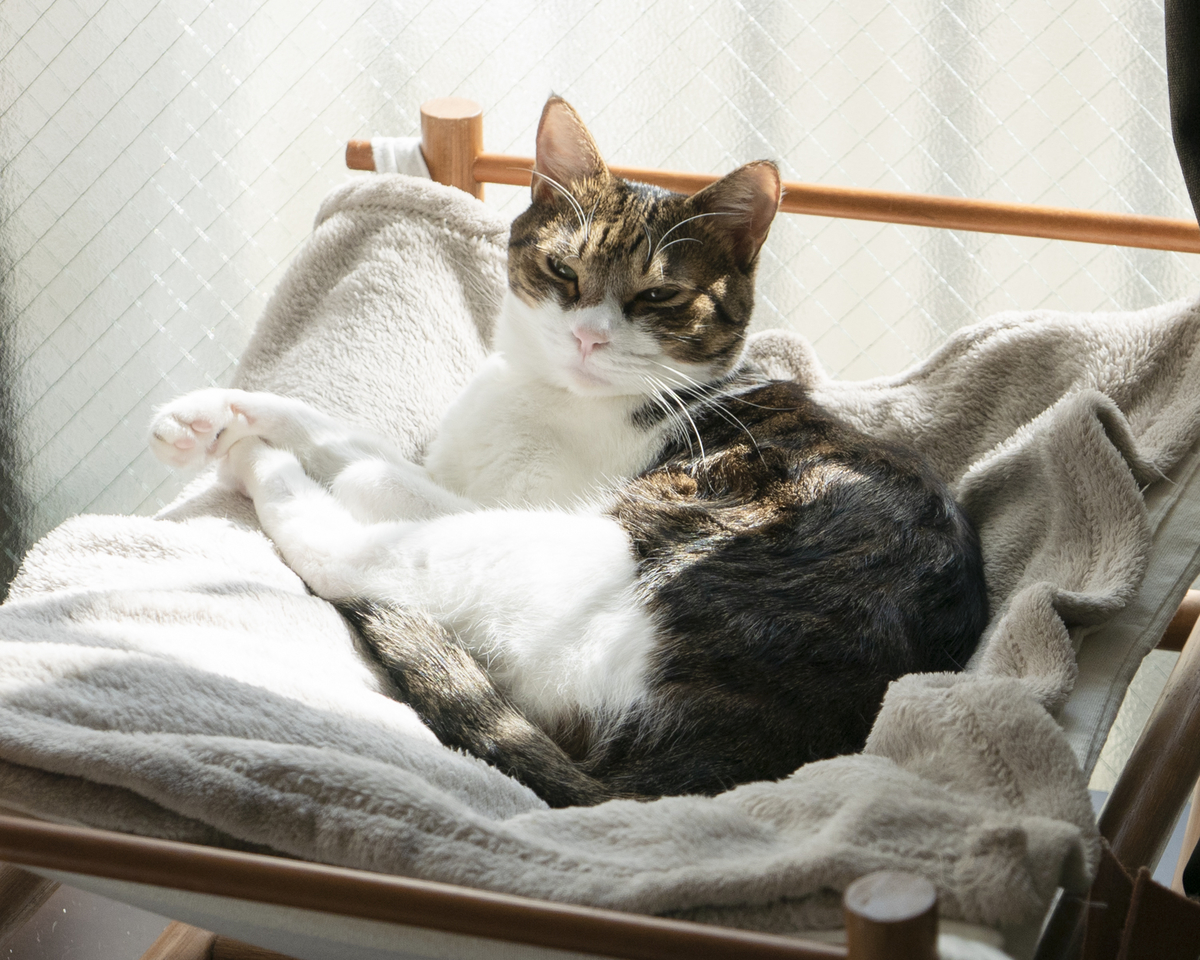 necosekai ネコセカイ キャット ハンモック （なぜ猫は、片付け