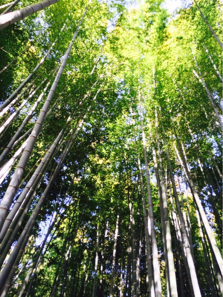 f:id:omochi1101:20161001222150j:image f:id:omochi1101:20161001222150j:image