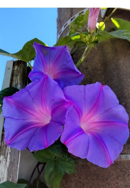 f:id:omochimuni2:20210826132340j:image