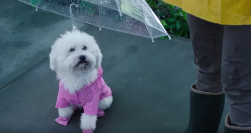 犬用の傘がめっちゃ便利 スクラビングバブルのcmにも出演 思い立ったら期日