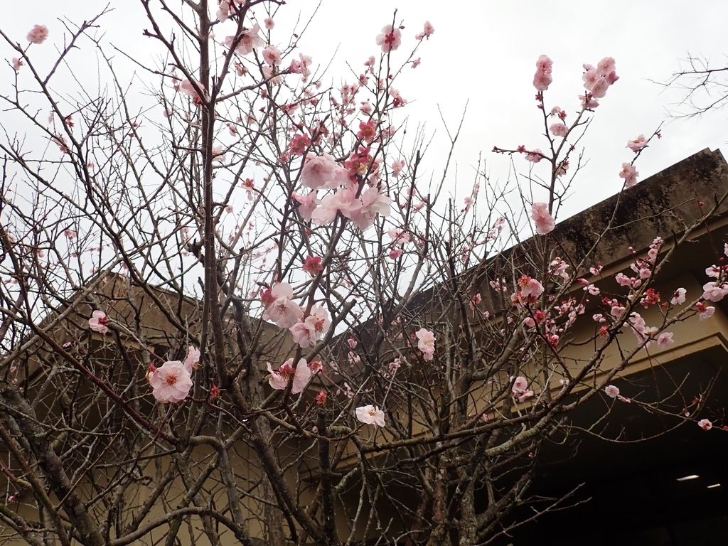 f:id:omoroionnsenn:20190301010053j:plain