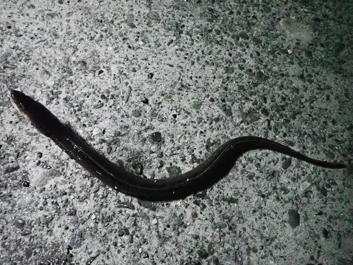 f:id:omoroionnsenn:20190526101853j:plain f:id:omoroionnsenn:20190526101853j:plain