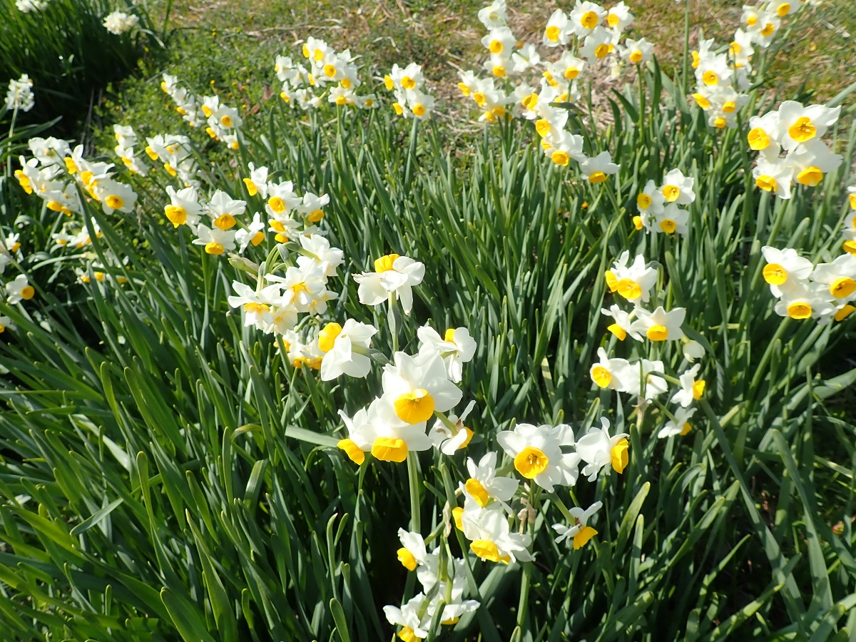 f:id:omoroionnsenn:20200206125005j:plain