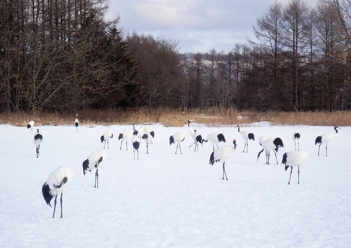 f:id:omoroionnsenn:20200302150238j:plain