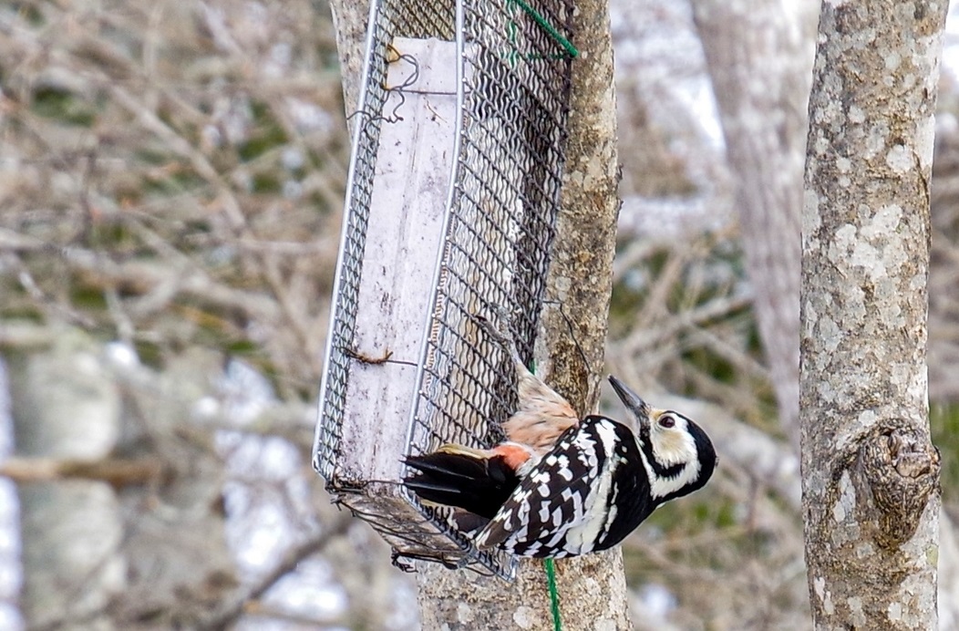 f:id:omoroionnsenn:20200304102529j:plain