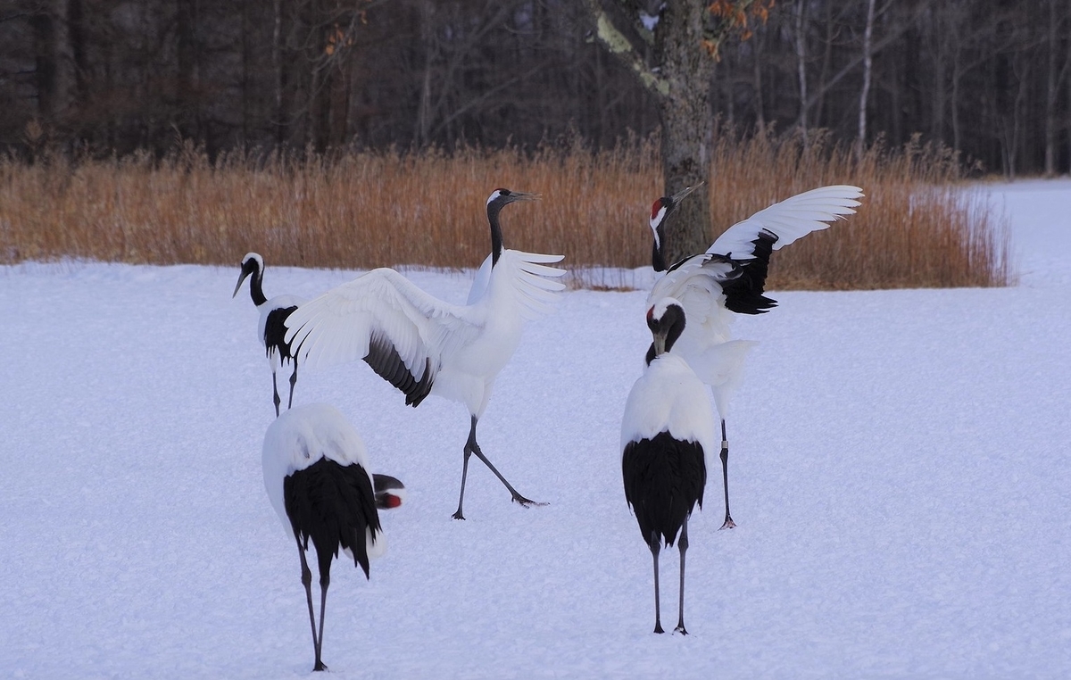 f:id:omoroionnsenn:20200307010452j:plain