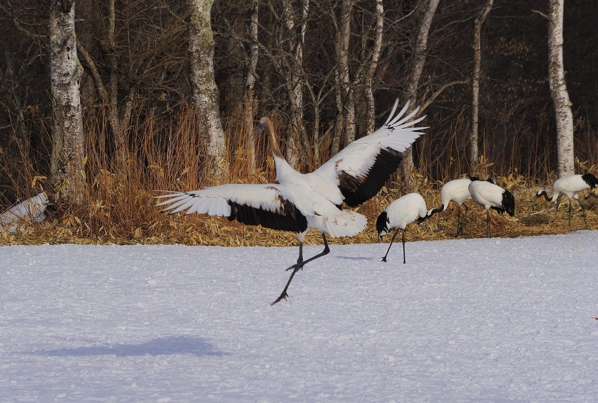 f:id:omoroionnsenn:20200307010649j:plain