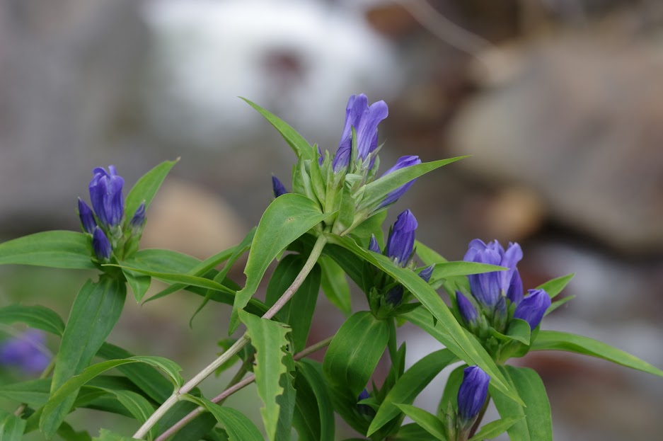 f:id:omoroionnsenn:20200425004501j:plain