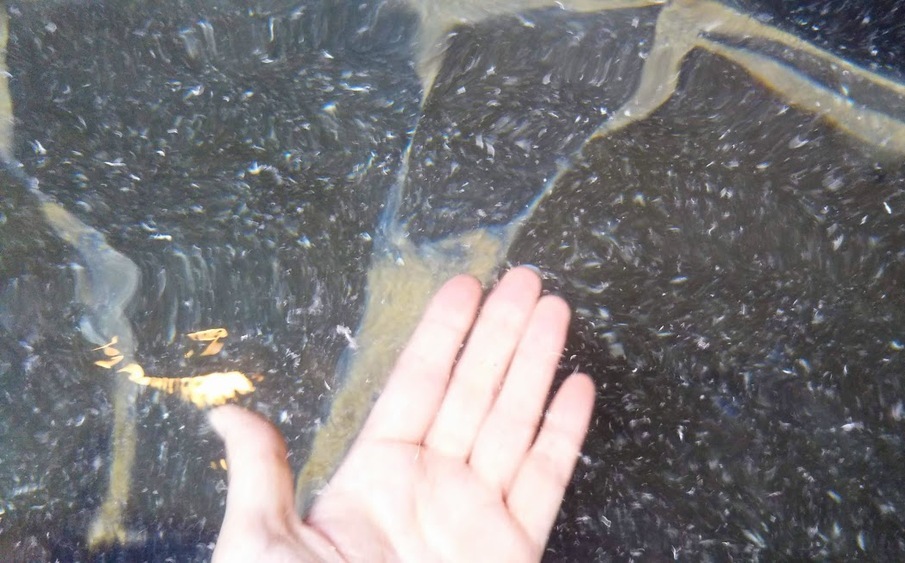 f:id:omoroionnsenn:20200512033633j:plain