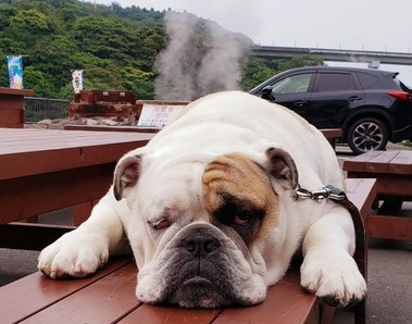 f:id:omoroionnsenn:20210323134735j:plain