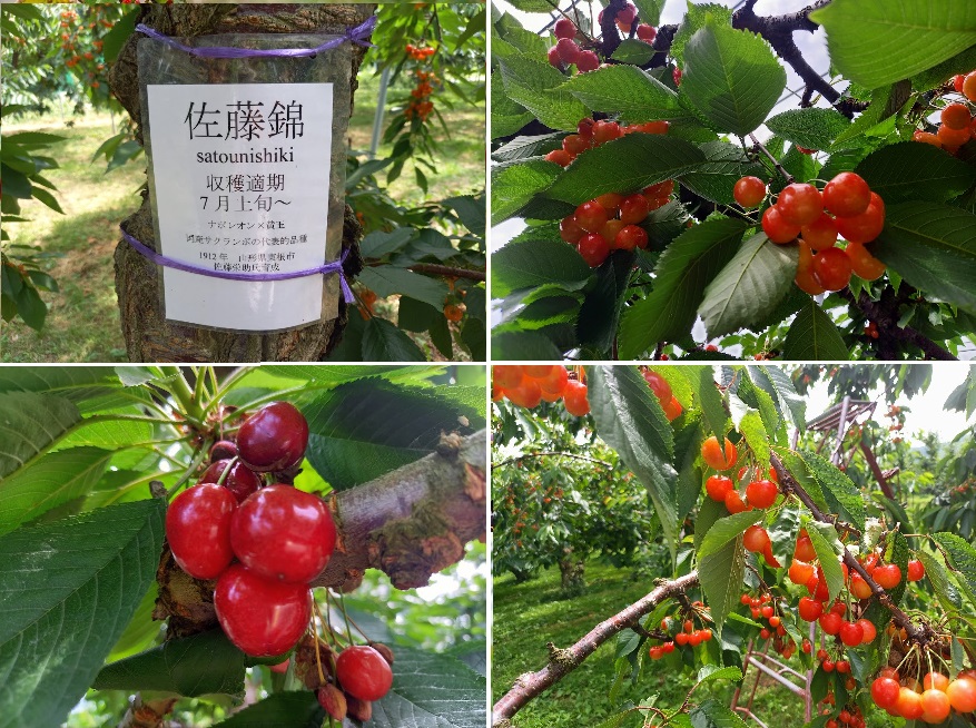 f:id:omoroionnsenn:20211206121906j:plain