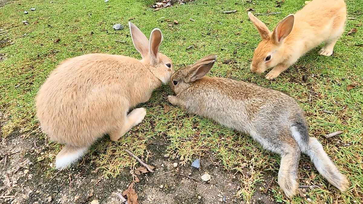 ピンクの丸ポストとうさぎの島大久野島 - めっちゃおもろい温泉ぷらす